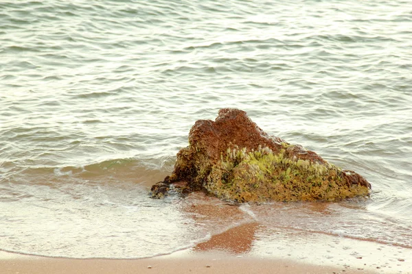 Nagy kő-, tengeri alga — Stock Fotó