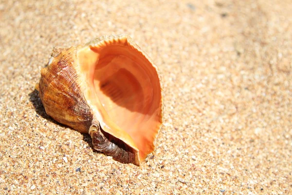 Meer, Sand und Muscheln — Stockfoto