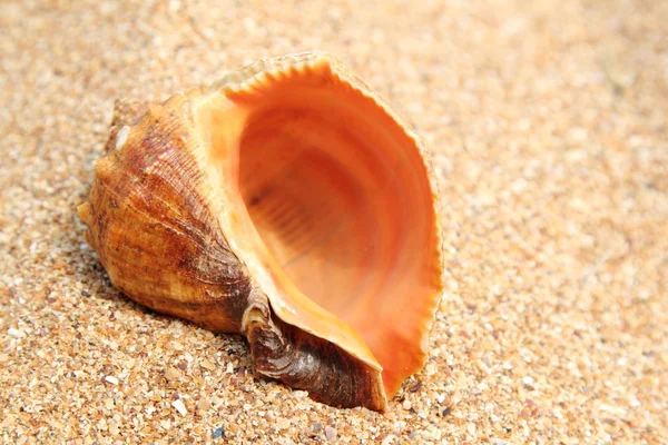 Meer, Sand und Muscheln — Stockfoto