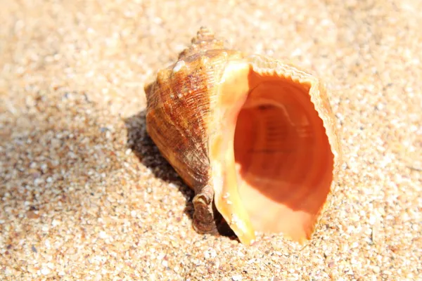 Muscheln auf braunem Sand im Sommer — Stockfoto