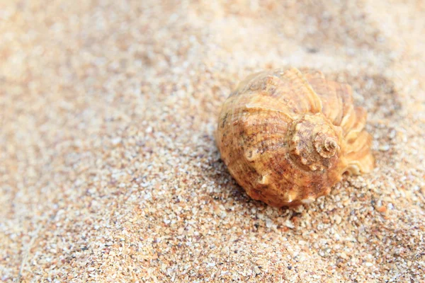 Muscheln auf braunem Sand im Sommer — Stockfoto