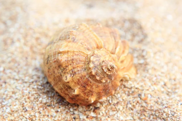 Guscio di mare sdraiato sulla sabbia marrone — Foto Stock