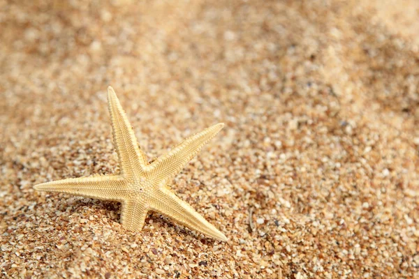 Sahilde denizyıldızı