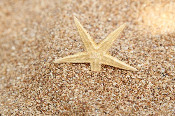 Background from sand and starfish. — Stock Photo, Image