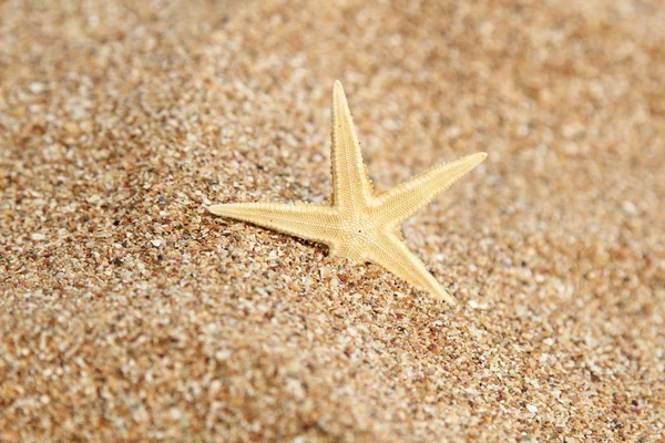 沙子和海星的背景. — 图库照片