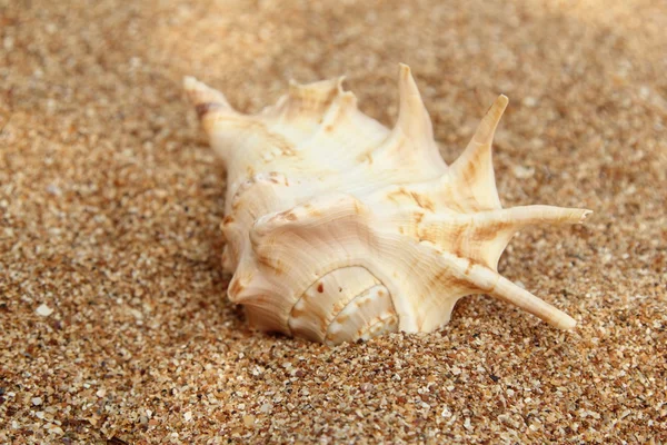 Közeli kép: egy nagy tengeri kagyló-a tengerparton. — Stock Fotó