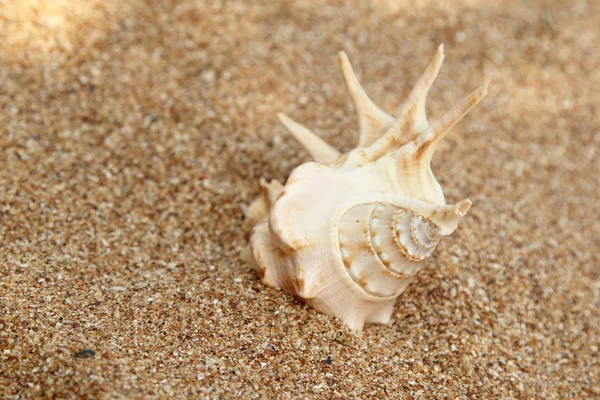 Close-up of a large sea shell on the beach. — Stock Photo, Image