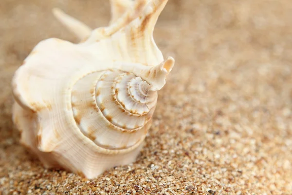 Beautiful large seashell. — Stock Photo, Image