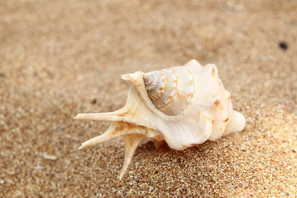 Conchas do mar com areia como fundo — Fotografia de Stock