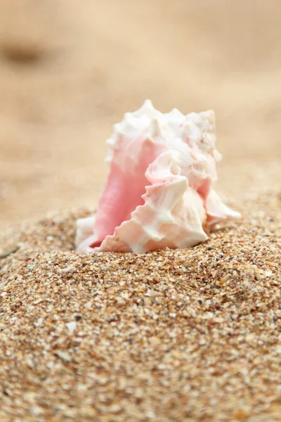 Close-up de uma grande concha do mar na praia . — Fotografia de Stock