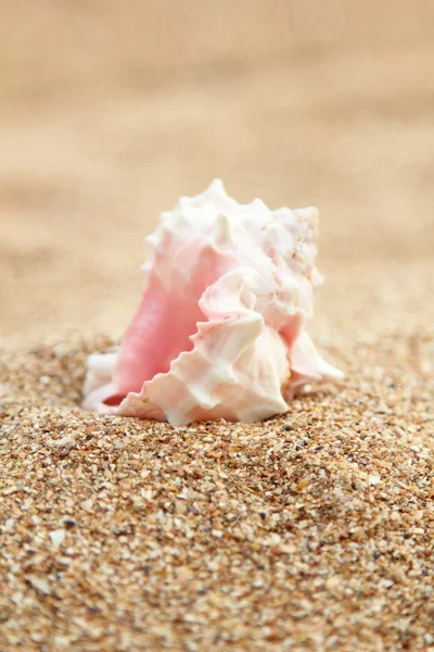 Marine background and a large sea shell. — Stock Photo, Image