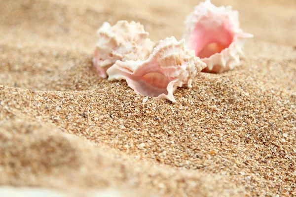 Nahaufnahme einer großen Muschel am Strand. — Stockfoto