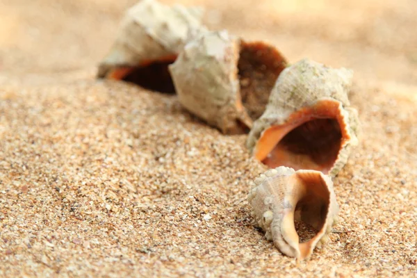 Alte Muschel auf Sand am Strand im Sommer — Stockfoto