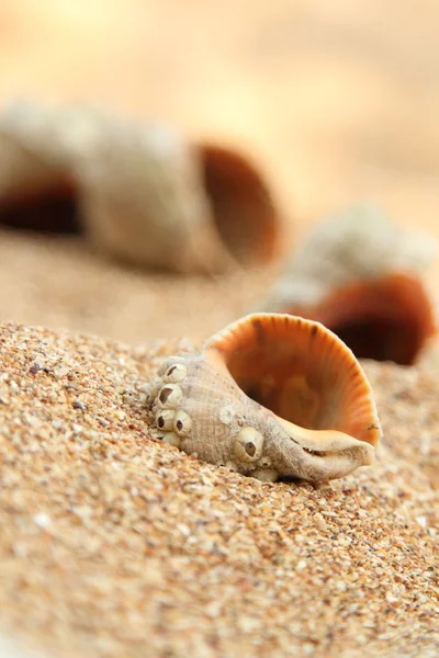 Old sea shell on a background of sand on the beach in summer — Stock Photo, Image