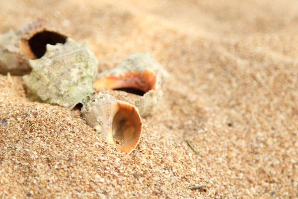 Europäisches kleines Mädchen in hellen Kleidern spielen und haben Spaß am Meer zu einem Sommerthema — Stockfoto