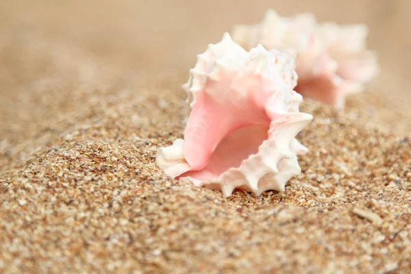 Europäisches kleines Mädchen in hellen Kleidern spielen und haben Spaß am Meer zu einem Sommerthema — Stockfoto