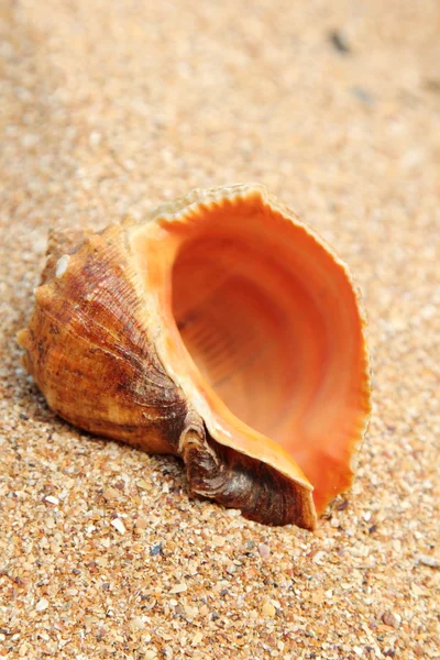 夏に茶色の砂で海の貝殻 — ストック写真