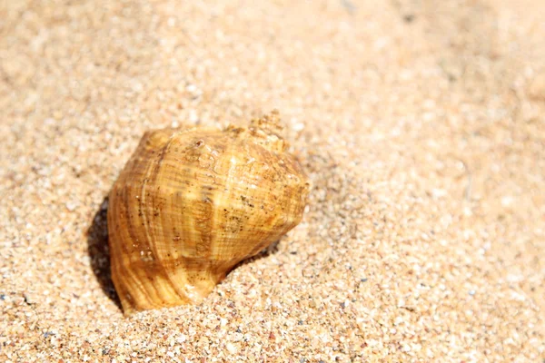 Muscheln mit Sand als Hintergrund — Stockfoto