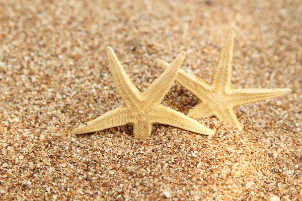 Csillaghal a homokban — Stock Fotó