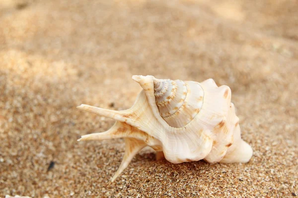 Tenger, homok és kagyló — Stock Fotó