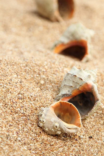 Hintergrund des alten Sandes und der Muschel, die lange im Wasser lagen — Stockfoto