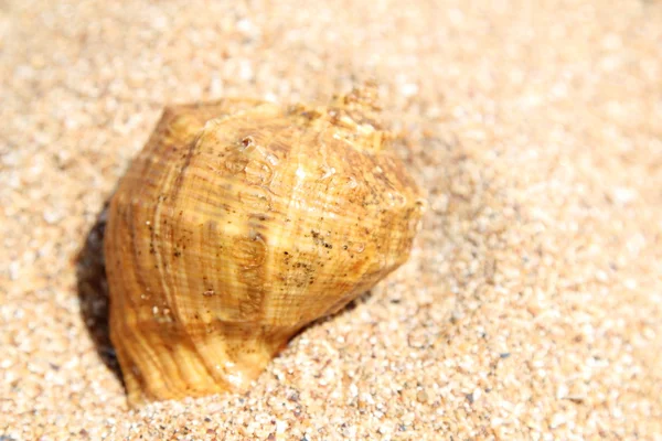 Muschel liegt auf dem braunen Sand — Stockfoto