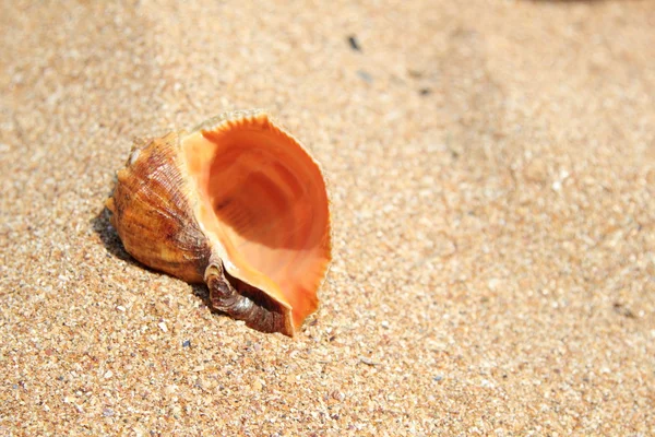 Conchas marinas sobre arena marrón en el verano — Foto de Stock