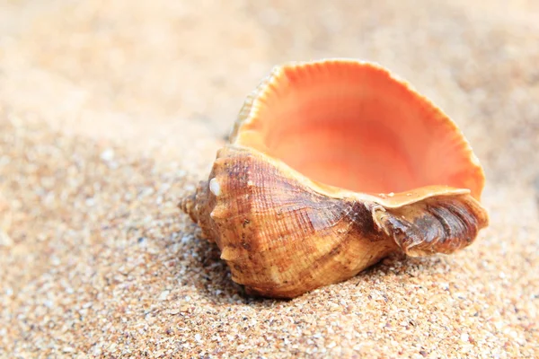 Sea, sand and shells — Stock Photo, Image