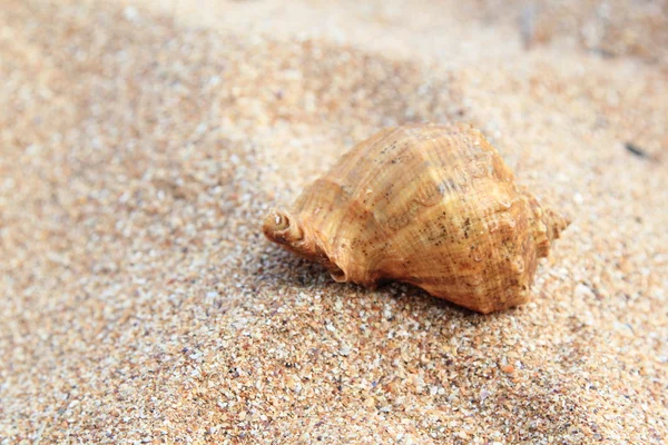 Sea, sand and shells — Stock Photo, Image