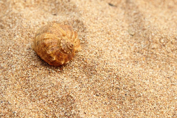 Sea, sand and shells — Stock Photo, Image