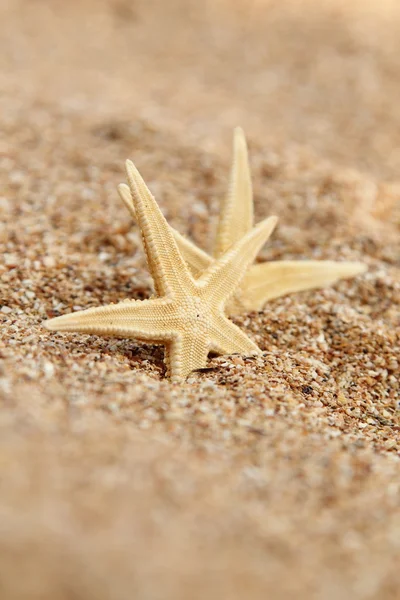 Starfish on the beach — Stock Photo, Image