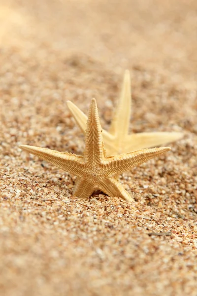 Tengeri csillag a strandon — Stock Fotó
