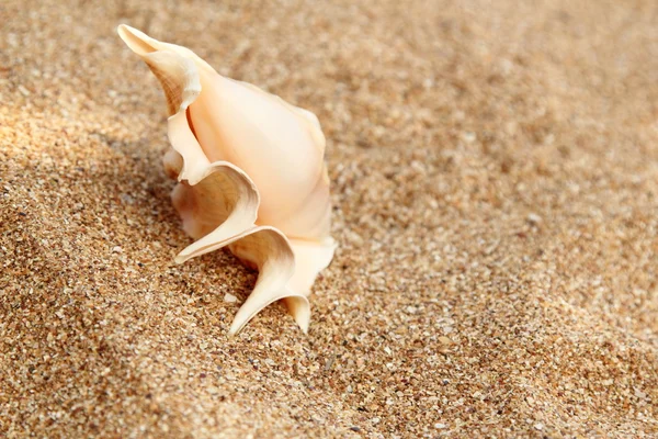 Starfish on the beach — Stock Photo, Image