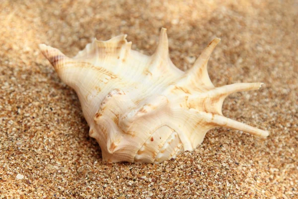 Starfish on the beach — Stock Photo, Image