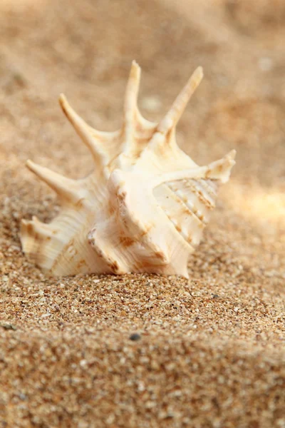 Starfish on the beach — Stock Photo, Image