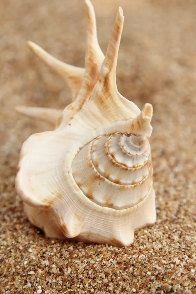 Starfish on the beach — Stock Photo, Image