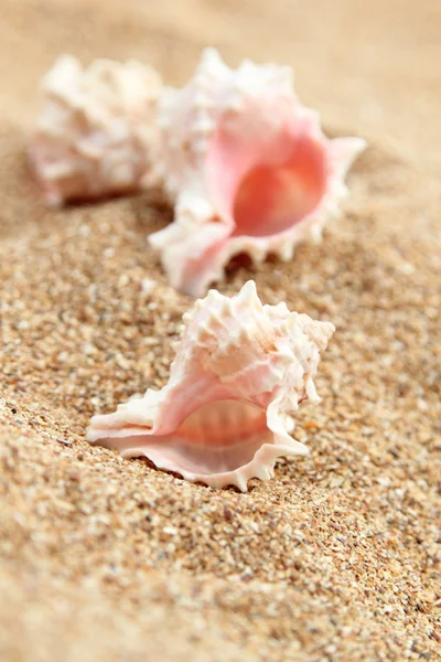 Starfish on the beach — Stock Photo, Image