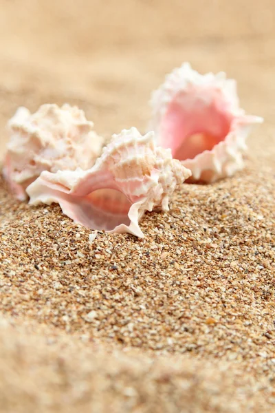 Starfish on the beach — Stock Photo, Image