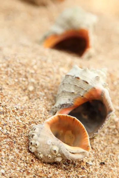 Seestern am Strand — Stockfoto