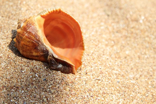 Sea shell lying on the brown sand — Stock Photo, Image