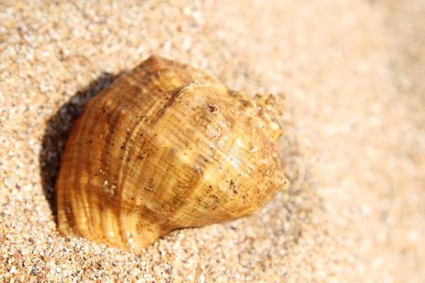 Meer, Sand und Muscheln — Stockfoto