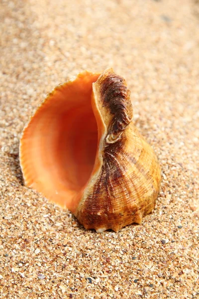 Sea shells on brown sand in the summer — Stock Photo, Image