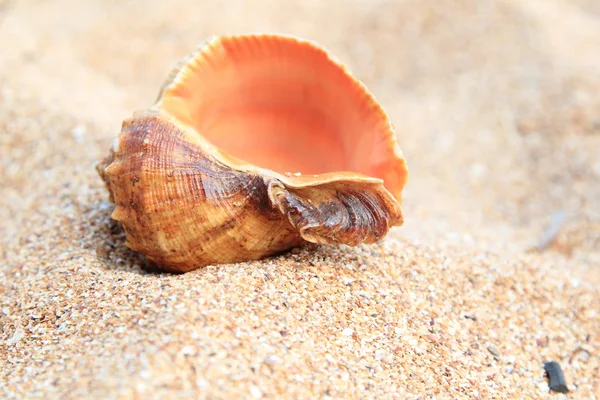 Muscheln auf braunem Sand im Sommer — Stockfoto