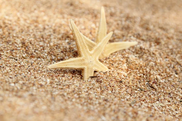 Hvězdice v písku — Stock fotografie