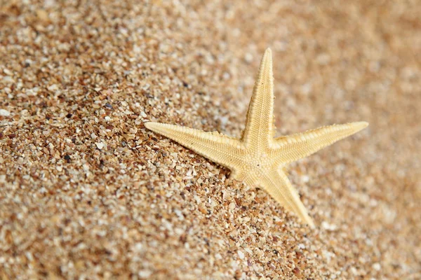 tatil egzotik duvar detay