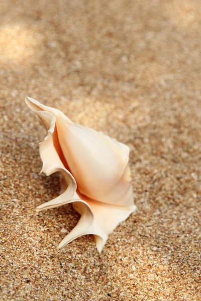 Muschel liegt auf dem braunen Sand — Stockfoto