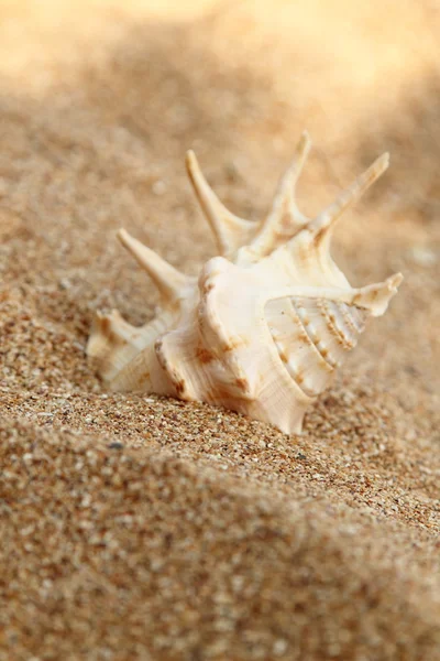 Muschel liegt auf dem braunen Sand — Stockfoto