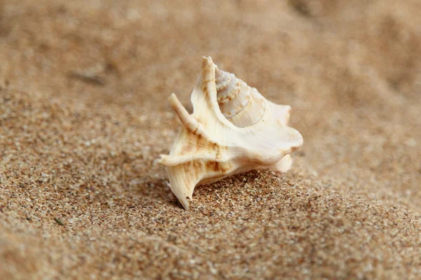 Muschel liegt auf dem braunen Sand — Stockfoto