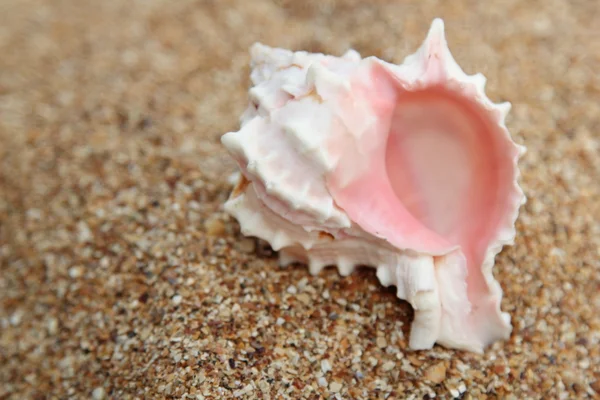 Muscheln auf braunem Sand im Sommer — Stockfoto