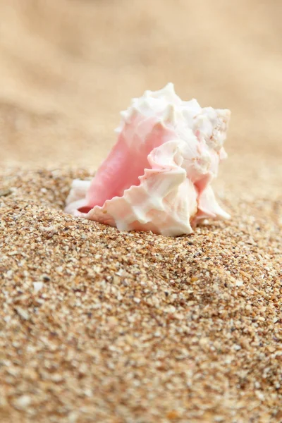 Mar, areia e conchas — Fotografia de Stock